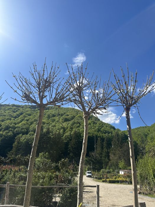 Mesteacan cu coaja alba / Platan / Tei / Prunus / Catalpa