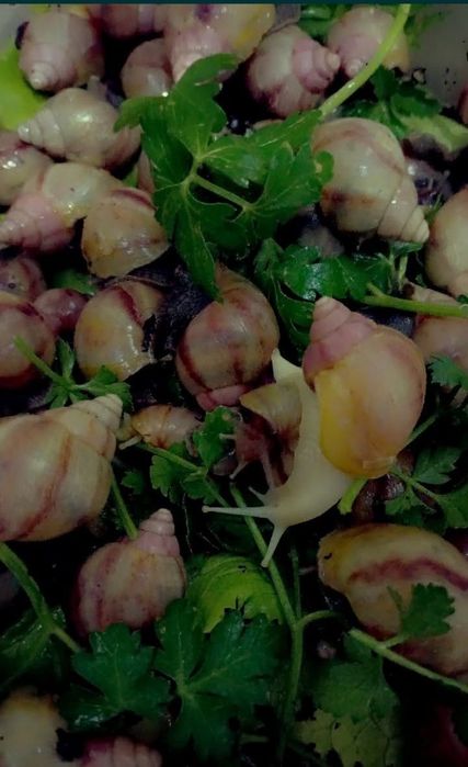 УЛИТКИ КОСМЕТИЧЕСКИЕ ахатины черноголовки ретекулята