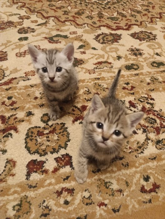 Отдам котенка в добрые руки