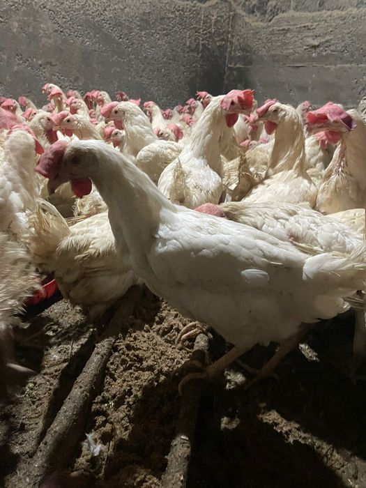 Продаётся куры несушки