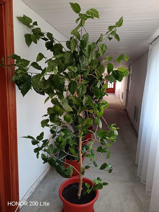 Plante verzi tot timpul