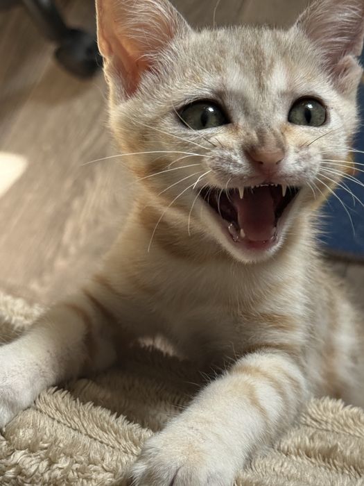 Продаю котенка бенгала
