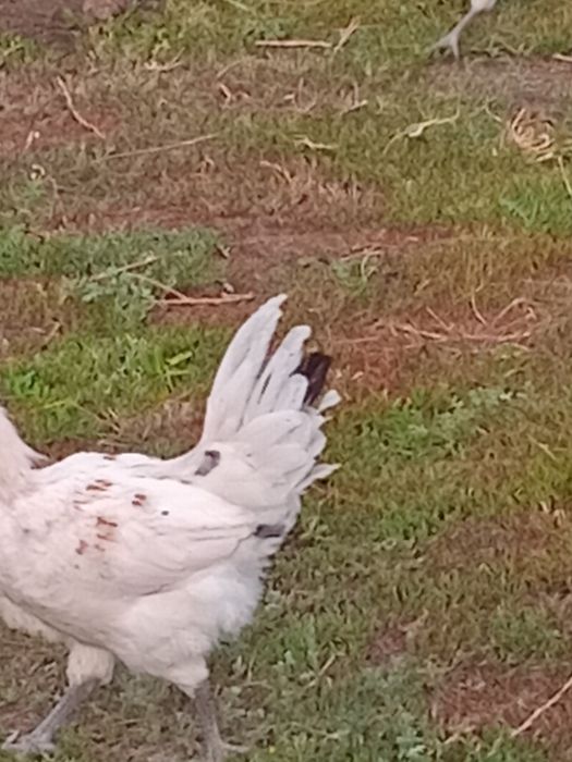 Үйдің тауықтарын сатам