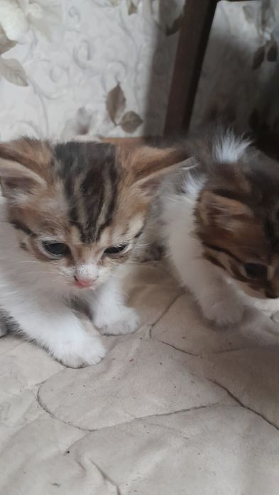 Британские скотиш страйт