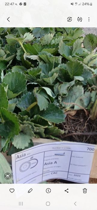 Ягоди и Малини Продавам