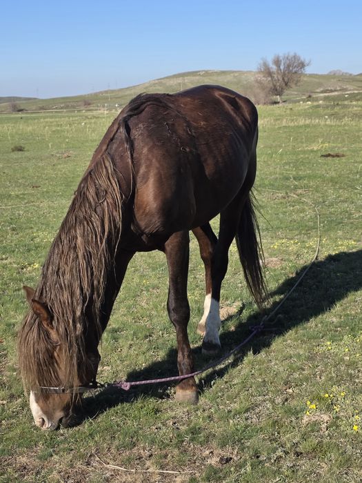 Сатамын айғырды,продаю жеребца