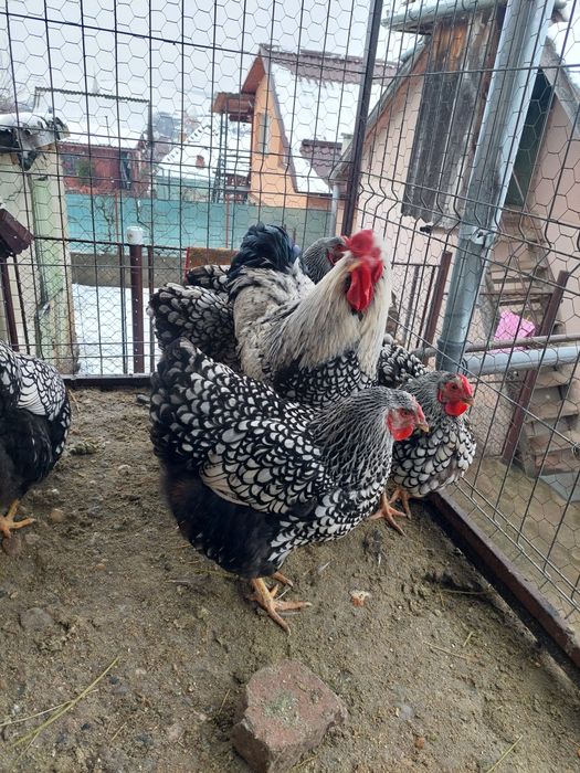 Oua wyandotte diferite culori!