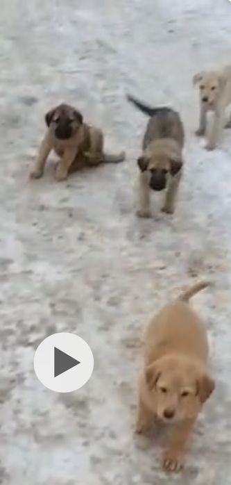 СобакаЩенокАктобе