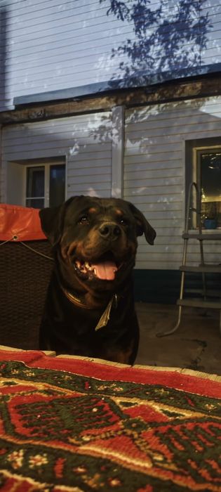 Продам шенков ротвейлера