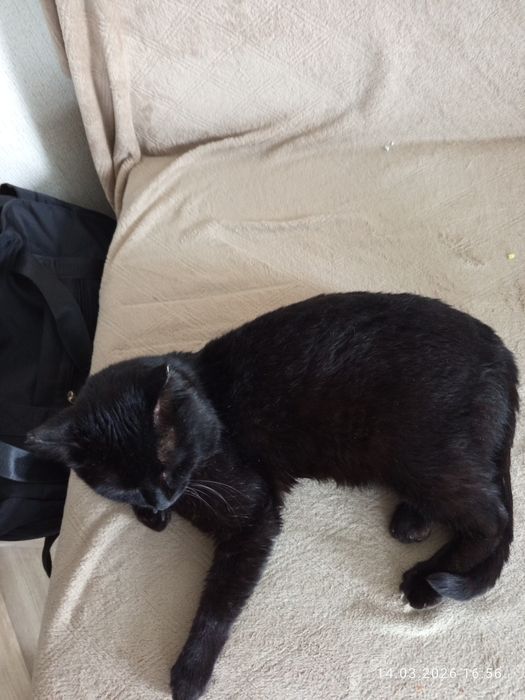 Котик Муса 2 года