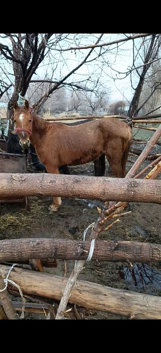 Бие тай байтал сатылады