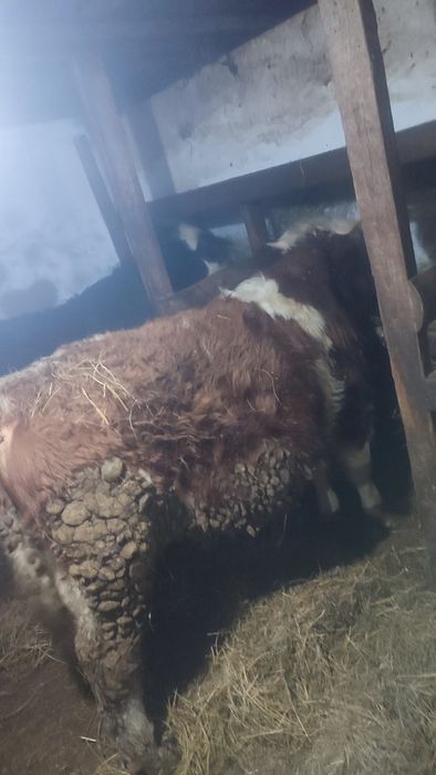 Продам 3 быков и 1 телку