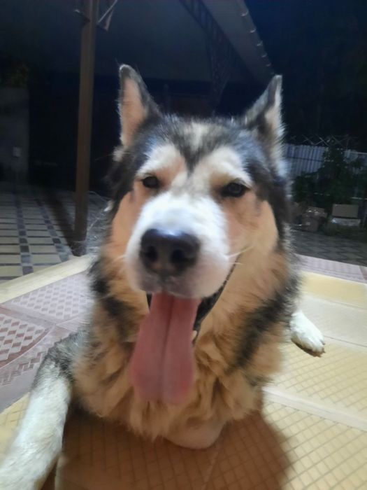 Аляскинский Маламут еркек сатылады