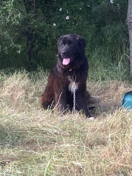 ciobanesc, Animale de companie