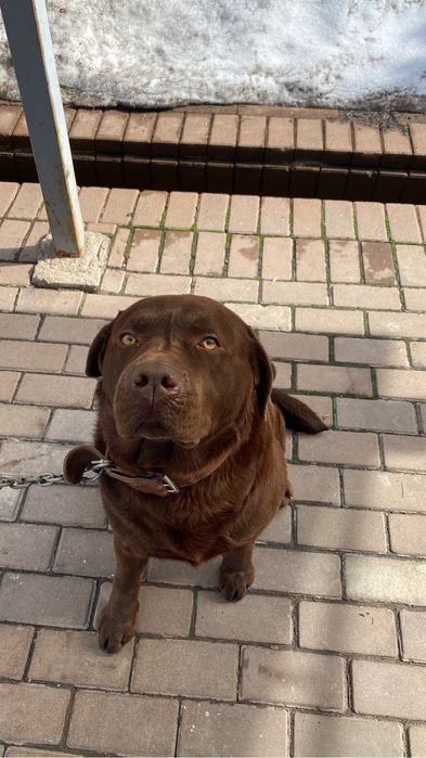 Вязка Лабрадор ретривер