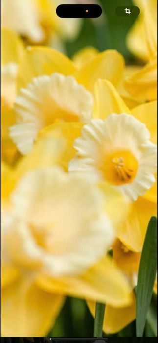 Bulbi de narcise 1 kg 50 lei