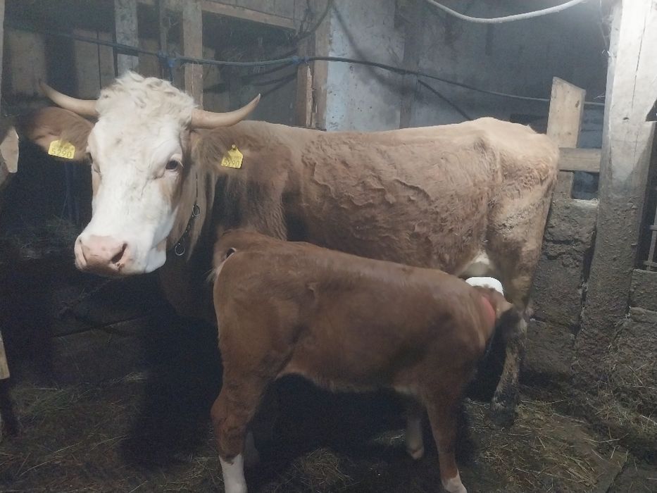 Vând vacă Balțata Românească cu vitea