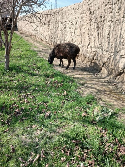 Ургочи куй сотилади