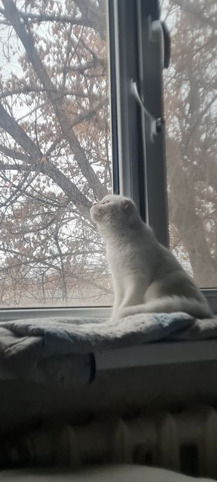 Вислоухая шотланская кошка