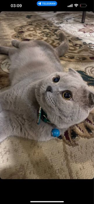 Шотландский вислоухий кот