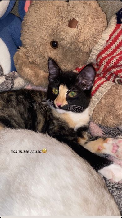 Отдам в хорошие руки