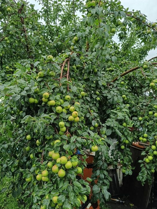 Продам дачу Сад Реченька