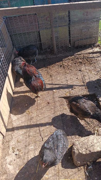 araucana potirnichie,pasari expozitie