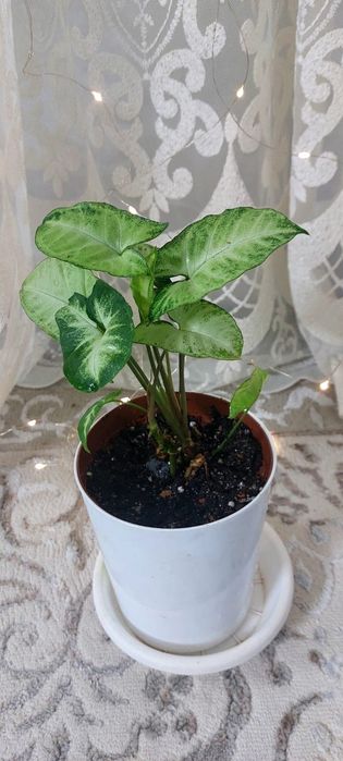 комнатные цветы для гостиной