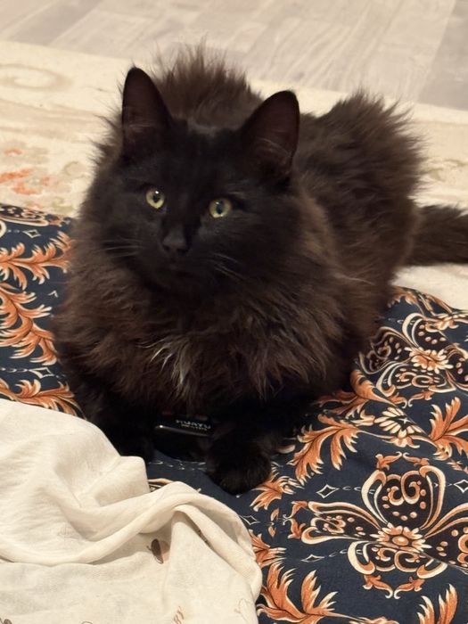 Пропал чёрный пушистый кот (Алга, Актобе)