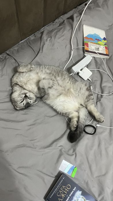 Шотландский кот