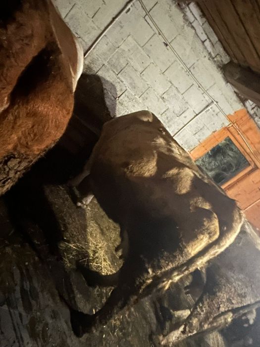 De vânzare vacă gestantă