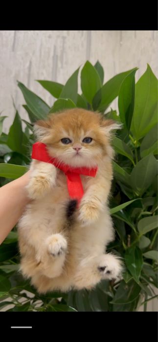 На продаже золотая шиншилла девочка