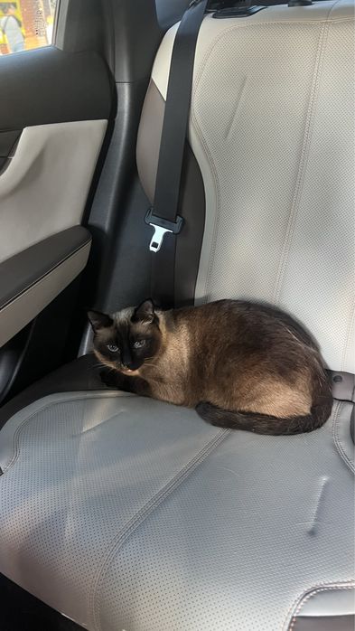 Отдам кошку в добрые руки