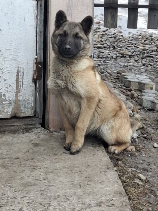 Щенок бельгиский овчарка