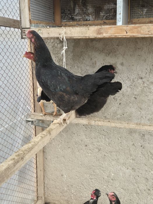 Таукытар курица сатылады