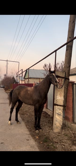 Продам жеребца 3 года