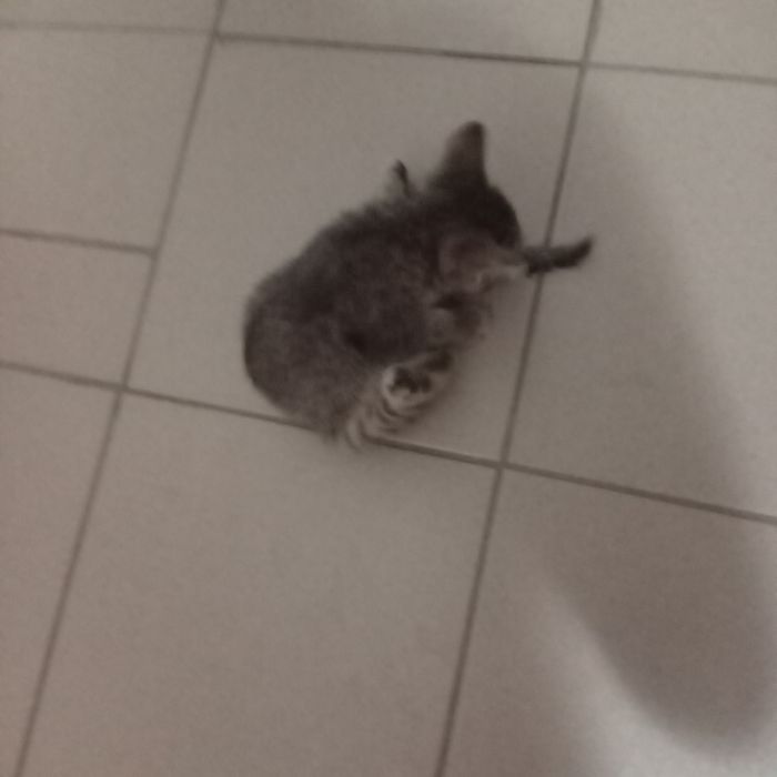 Отдам маленького котёнка
