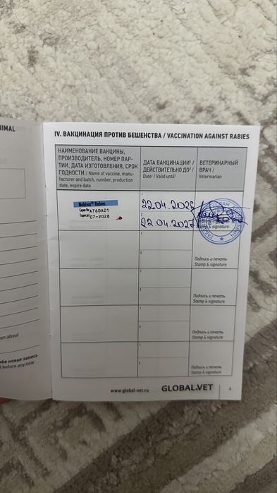щенок шпиц девочка