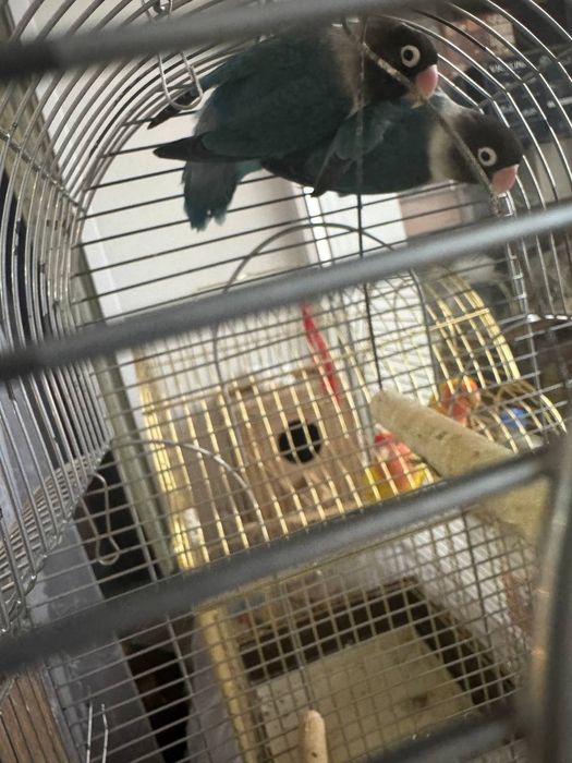 Продам папугай неразлучный