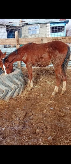 Таза кан тайлар сатылады