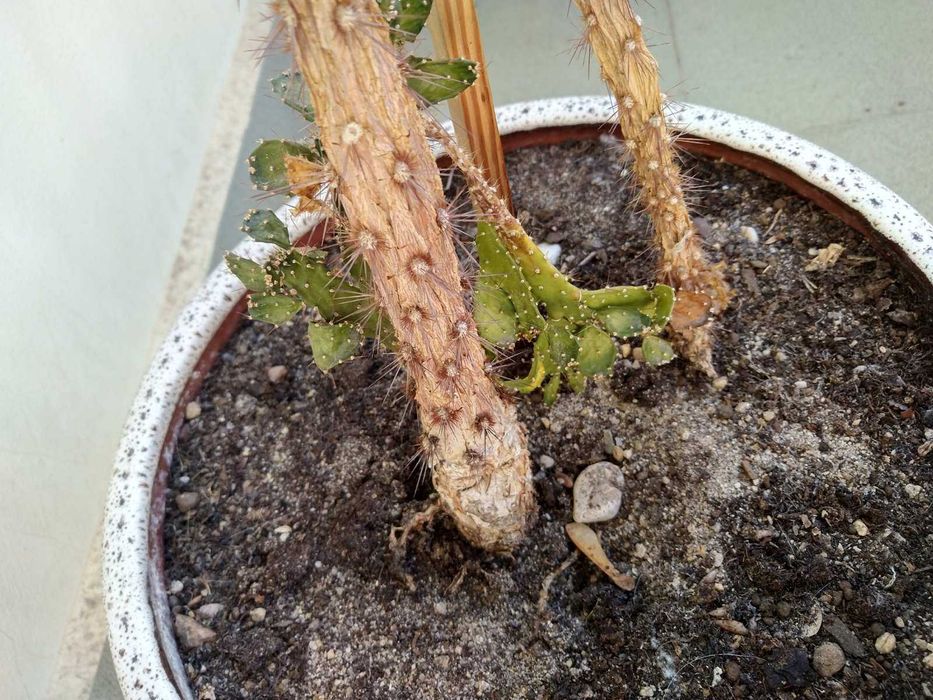 Подарявам два кактуса