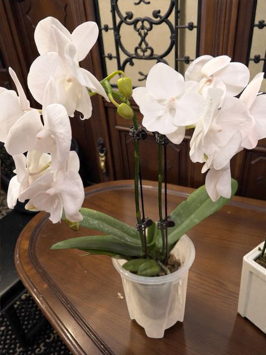 Орхидеи от 40 сантиметров  до 120 см
