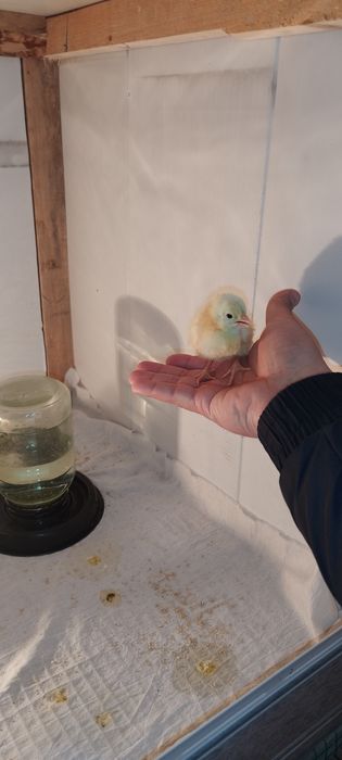 Adler Serebro nomli tovuq jojalarga