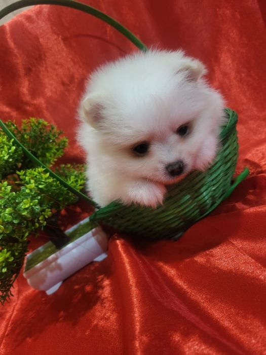 Очаровательные щенки шпица.