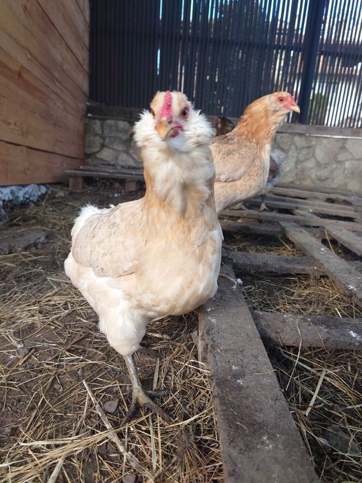 Оплодени яйца от Араукана