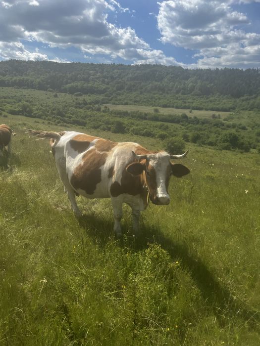 Vand 1 vaca si 3 junici