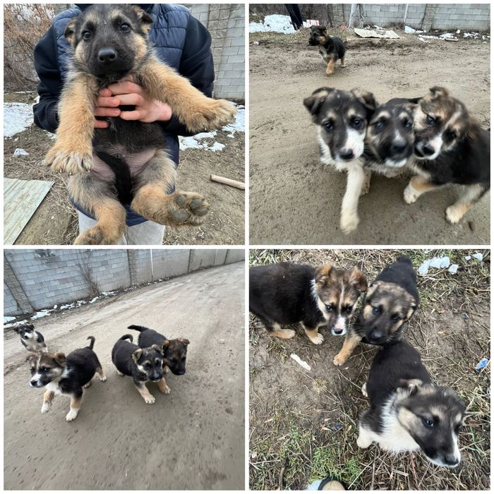 Отлам щенят только в любящие руки!!