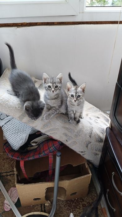 Отдам котят в хорошие руки