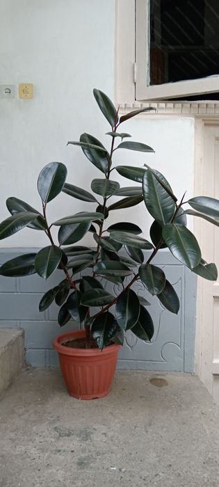 Qora shaxzoda alohida sotiladi 2ta