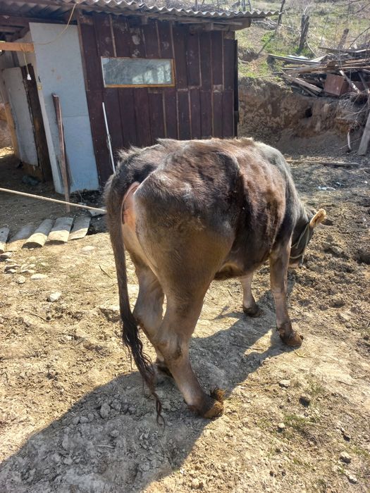 Сиыр сатылады (Алатау-Швед)